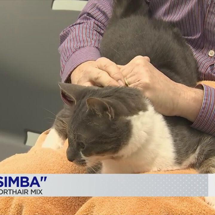 PAUL'S PETS: 'Simba' the cat up for adoption at Humane Educational Society in Chattanooga